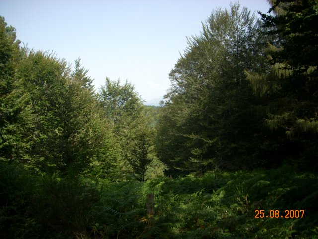 cerradoesqueelbosqueesbosque.jpg
