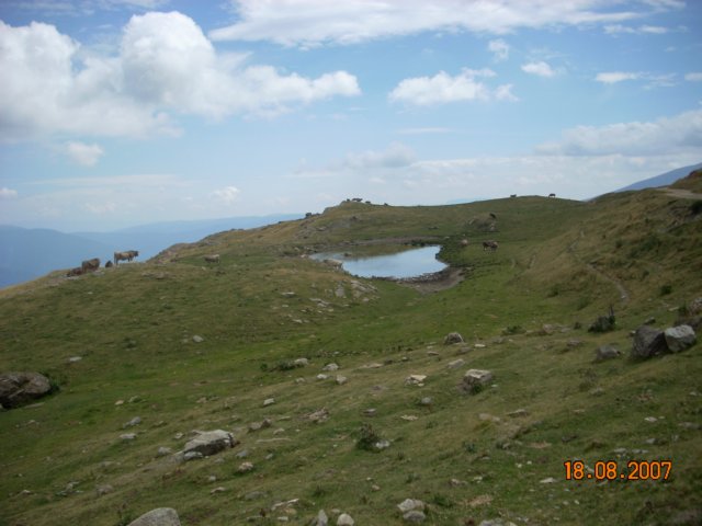 yvacas.jpg