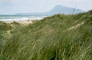 Les Dunes